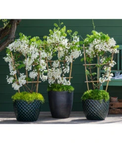 Sternmoos-Duo -Gartenbedarf Verkäufe 2024 7542905 8007429 6705461 WE MO 001 WisteriaWeiss