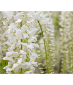 Chinesischer Blauregen -Gartenbedarf Verkäufe 2024 7542905 PR DE 001 WisteriaBlauregenWeissPixabay