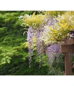 Dehner Blauregen 'Amethyst Falls'®