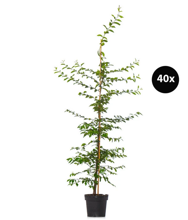 13 Meter Hainbuche, 40 X Ca. 175-200 Cm 3 13 Meter Hainbuche, 40 X Ca. 175-200 Cm