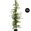 7 Meter Hainbuche, 14 X Ca. 200-225 Cm -Gartenbedarf Verkäufe 2024 7548233 WE FS 003 HainbucheCarpinusBetulusHecke14x