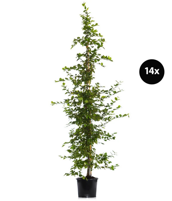 7 Meter Hainbuche, 14 X Ca. 200-225 Cm 3 7 Meter Hainbuche, 14 X Ca. 200-225 Cm