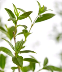 4 Meter Gemeiner Liguster, 8 X Ca. 150-175 Cm 7 4 Meter Gemeiner Liguster, 8 X Ca. 150-175 Cm -Gartenbedarf Verkäufe 2024 7548373 7548373 7548399 7548407 7548415 7548423 WE DE 001 GemeinerLiguster 1