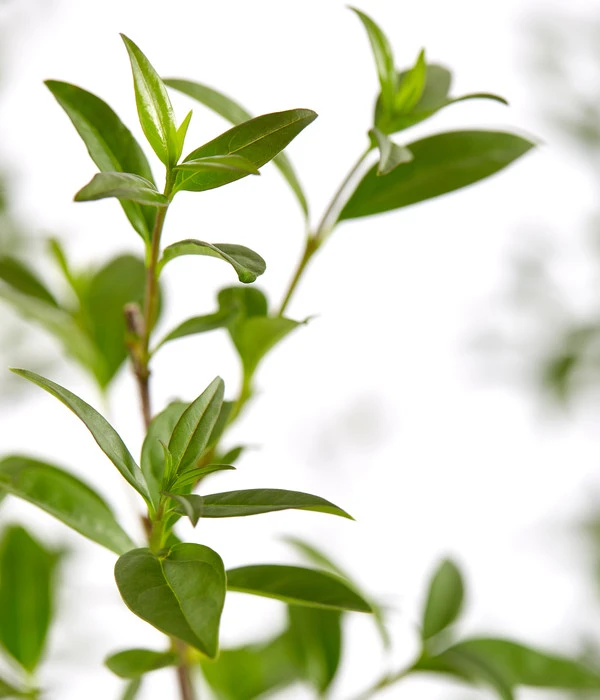 5 Meter Gemeiner Liguster, 15 X Ca. 100-150 Cm 5 5 Meter Gemeiner Liguster, 15 X Ca. 100-150 Cm – Bild 3