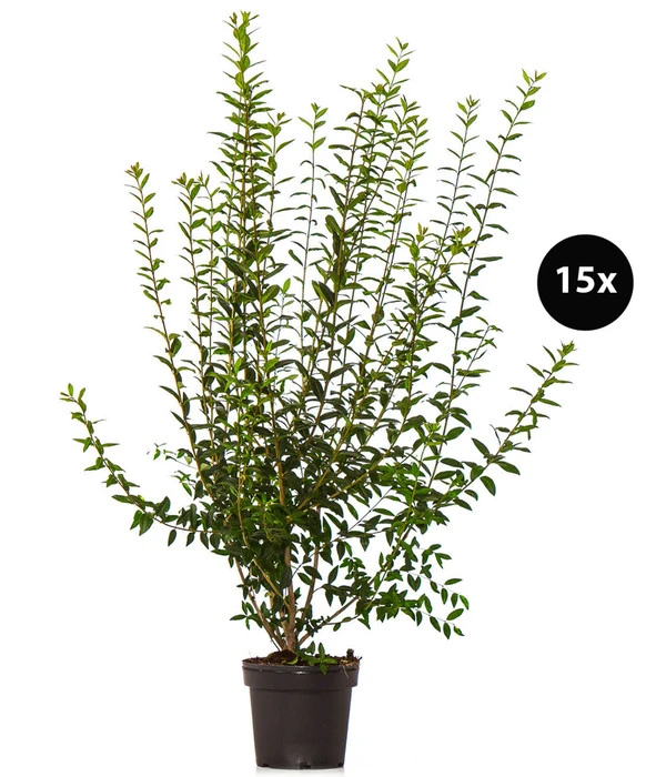 5 Meter Gemeiner Liguster, 15 X Ca. 100-150 Cm 3 5 Meter Gemeiner Liguster, 15 X Ca. 100-150 Cm