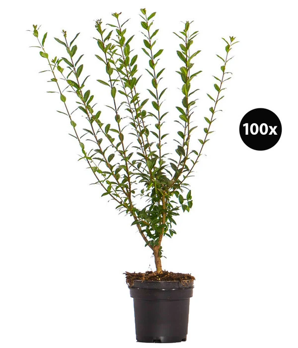 25 Meter Wintergrüner Liguster 'Atrovirens', 100 X Ca. 60-100 Cm 3 25 Meter Wintergrüner Liguster 'Atrovirens', 100 X Ca. 60-100 Cm