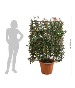 Purpur-Glanzmispel 'Robusta Compacta', Ca. 150-160 Cm 5 Purpur-Glanzmispel 'Robusta Compacta', Ca. 150-160 Cm -Gartenbedarf Verkäufe 2024 7550312 WE BG 001 PurpurGlanzmispelRobustaCompacta