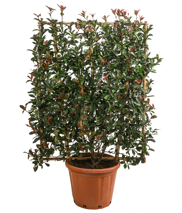 Purpur-Glanzmispel 'Robusta Compacta', Ca. 150-160 Cm 3 Purpur-Glanzmispel 'Robusta Compacta', Ca. 150-160 Cm