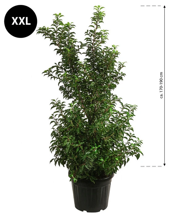XXL Portugiesischer Kirschlorbeer 'Brenelia', Ca. 170-190 Cm 4 XXL Portugiesischer Kirschlorbeer 'Brenelia', Ca. 170-190 Cm – Bild 2