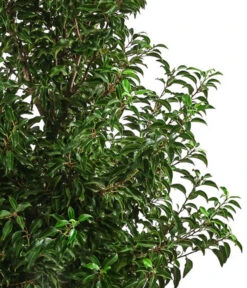 XXL Portugiesischer Kirschlorbeer 'Brenelia', Ca. 170-190 Cm 7 XXL Portugiesischer Kirschlorbeer 'Brenelia', Ca. 170-190 Cm -Gartenbedarf Verkäufe 2024 7550643 WE DE 001 PrunusLusitanicaBrenelia