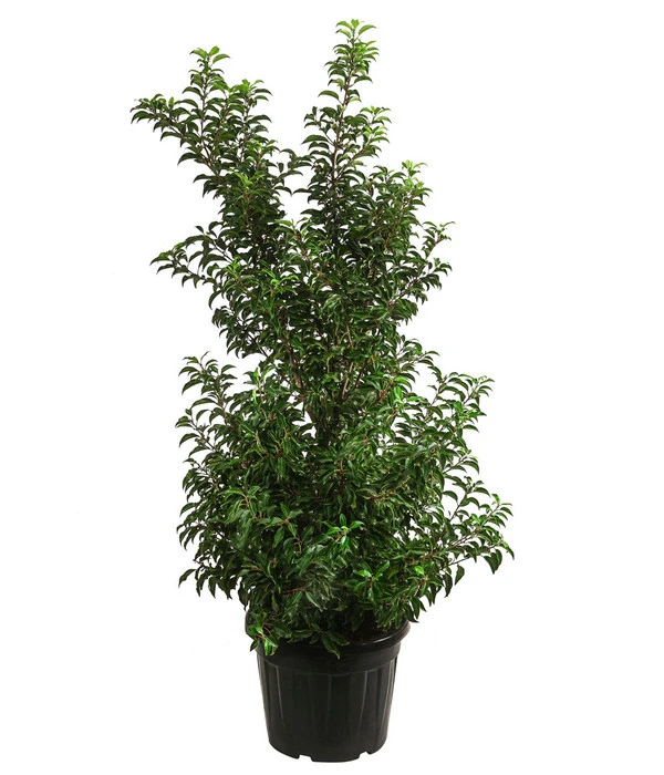 XXL Portugiesischer Kirschlorbeer 'Brenelia', Ca. 170-190 Cm 3 XXL Portugiesischer Kirschlorbeer 'Brenelia', Ca. 170-190 Cm