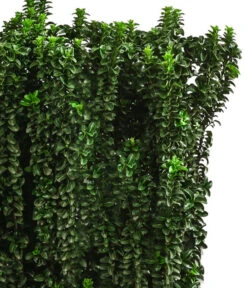 Japanischer Spindelstrauch 'Benkomasaki', Ca. 100-120 Cm 7 Japanischer Spindelstrauch 'Benkomasaki', Ca. 100-120 Cm -Gartenbedarf Verkäufe 2024 7550809 WE DE 001 EuonymusBenkomasaki