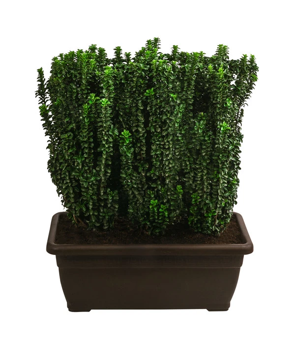 Japanischer Spindelstrauch 'Benkomasaki', Ca. 100-120 Cm 3 Japanischer Spindelstrauch 'Benkomasaki', Ca. 100-120 Cm