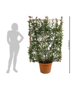 Purpur-Glanzmispel 'Robusta Compacta', Ca. 190-200 Cm -Gartenbedarf Verkäufe 2024 7550973 WE BG 001 PurpurGlanzmispelRobustaCompacta190200