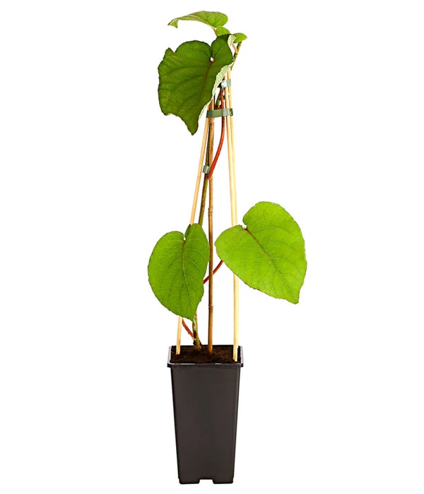 Kiwi 'Atlas', Männlich 4 Kiwi 'Atlas', Männlich – Bild 2