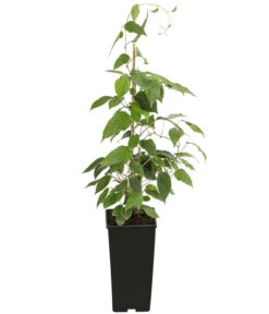 Kiwi 'Nostino', Männlich 5 Kiwi 'Nostino', Männlich -Gartenbedarf Verkäufe 2024 7600240 PR FS 001 ActinidiaNostinoKiwiMaennlichDehnerExpressHerzig