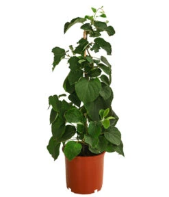 Kiwi 'Solo' -Gartenbedarf Verkäufe 2024 7600448 WE FS 001 KiwiSolo