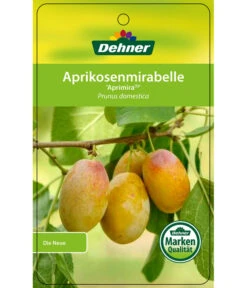 Dehner Aprikosenmirabelle 'Aprimira' 10 Dehner Aprikosenmirabelle 'Aprimira' -Gartenbedarf Verkäufe 2024 7600851 AprikosenmirabelleAprimira Etikett 1