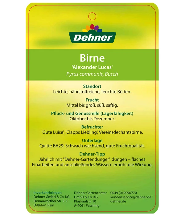 Winterbirne 'Alexander Lucas' 8 Winterbirne 'Alexander Lucas' – Bild 6