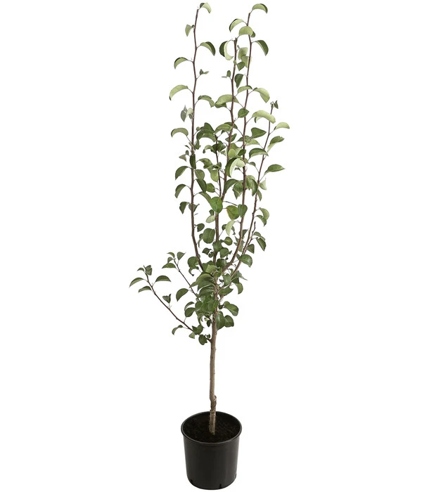 Winterbirne 'Alexander Lucas' 4 Winterbirne 'Alexander Lucas' – Bild 2