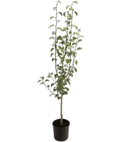 Winterbirne 'Uta' -Gartenbedarf Verkäufe 2024 7602709 PR FS 001 PyrusBirneAlexanderLucasBUDehnerExpressHerzig 1