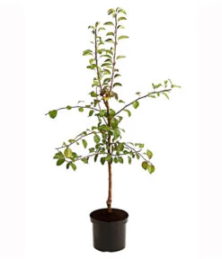 Birnen-Duo 'Clapps Liebling'/'Alexander Lucas' -Gartenbedarf Verkäufe 2024 7602816 PR FS 001 BirnenDuoClappsLieblingAlexanderLucas95LiterDehnerExpressHerzig