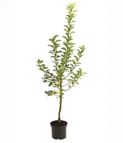 Herbstapfel 'Alkmene' -Gartenbedarf Verkäufe 2024 7602980 PR FS 001 ApfelAlkmeneBusch95LiterDehnerExpressHerzig