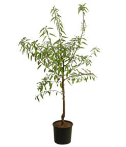 Mandelbaum 6 Mandelbaum -Gartenbedarf Verkäufe 2024 7603889 WE FS 001 PrunusMandel