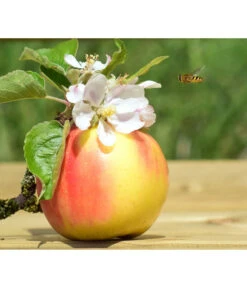 Zwergapfel 'Galina' -Gartenbedarf Verkäufe 2024 7604697 WE MO 002 ApfelGalinaZwergPixabay