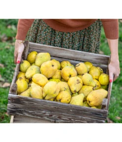 Birnenquitte 12 Birnenquitte -Gartenbedarf Verkäufe 2024 7604978 WE MO 001 Quittenkorb