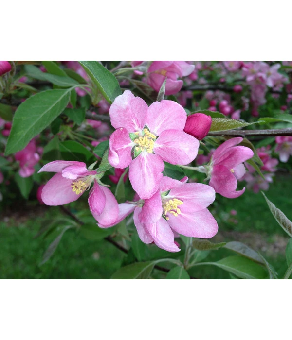 Rotfleischiger Apfel 'Baya Marisa' 6 Rotfleischiger Apfel 'Baya Marisa' – Bild 4