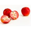 Rotfleischiger Apfel 'Baya Marisa' 2 Rotfleischiger Apfel 'Baya Marisa' -Gartenbedarf Verkäufe 2024 7610488 PR DE 020 ApfelBayaMarisaRotfleischigDehnerExpressHerzig