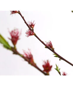 Dehner Pfirsich 'Benedicte' 9 Dehner Pfirsich 'Benedicte' -Gartenbedarf Verkäufe 2024 7611155 WE DE 001 PfirsichBenedicteDehnerExpressHerzig