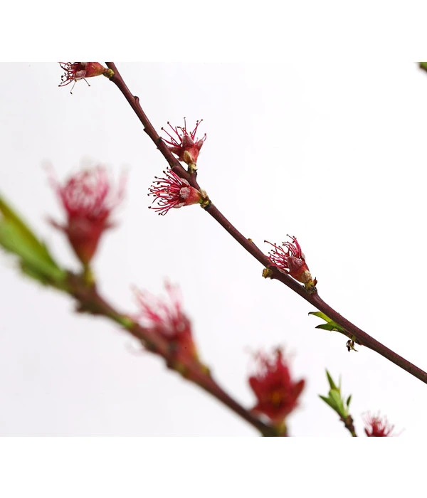 Dehner Pfirsich 'Benedicte' 5 Dehner Pfirsich 'Benedicte' – Bild 3