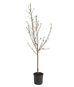 Dehner Pfirsich 'Benedicte' 8 Dehner Pfirsich 'Benedicte' -Gartenbedarf Verkäufe 2024 7611155 WE FS 001 PfirsichBenedicteDehnerExpressHerzig