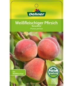 Dehner Pfirsich 'Benedicte' 10 Dehner Pfirsich 'Benedicte' -Gartenbedarf Verkäufe 2024 7611155 WeissfleischigerPfirsichBenedicte Etikett 1
