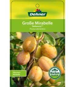 Dehner Mirabelle 'Bellamira' -Gartenbedarf Verkäufe 2024 7611163 GrosseMirabelleBellamira Etikett 1