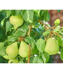 Zwergbirne 'Luisa' 7 Zwergbirne 'Luisa' -Gartenbedarf Verkäufe 2024 7611999 WE DE 003 PyrusZwergbirneBirnePixabay