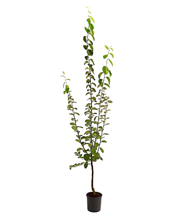 Birnenquitte 4 Birnenquitte – Bild 2