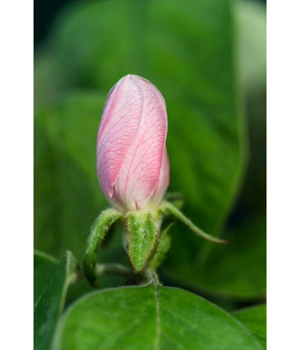 Birnenquitte 8 Birnenquitte – Bild 6