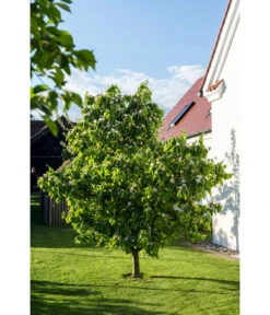 Birnenquitte 15 Birnenquitte -Gartenbedarf Verkäufe 2024 7612286 WE MO 003 CydoniaOblongaQuitteLucknerMai2015