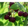 Bio Süßkirsche 'Stella' -Gartenbedarf Verkäufe 2024 7613037 WE DE 001 BioSuesskirscheStella