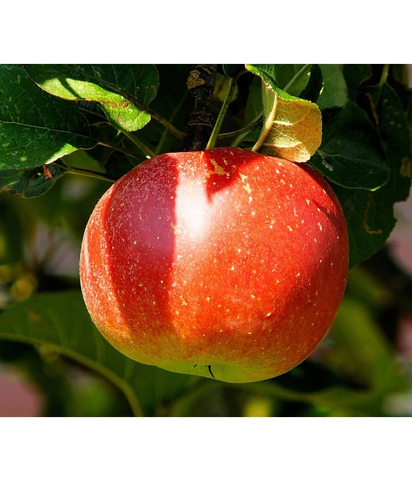 Bio Winterapfel 'Cox Orange Pippin' 3 Bio Winterapfel 'Cox Orange Pippin'