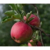 Bio Herbstapfel 'Topaz' 2 Bio Herbstapfel 'Topaz' -Gartenbedarf Verkäufe 2024 7613128 WE DE 002 BioHerbstapfelTopaz