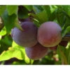 Bio Pflaume 'Opal' -Gartenbedarf Verkäufe 2024 7613219 WE DE 002 BioPflaumeOpal