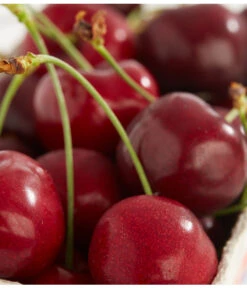 Süßkirschen-Duo 'Kordia/Burlat' 7 Süßkirschen-Duo 'Kordia/Burlat' -Gartenbedarf Verkäufe 2024 7620180 PR DE 001 KirscheBurlatDehnerExpressZS