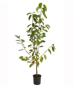 Süßkirsche 'Burlat' 5 Süßkirsche 'Burlat' -Gartenbedarf Verkäufe 2024 7620180 PR FS 001 SuesskirscheBurlatBusch95LiterDehnerExpressHerzig