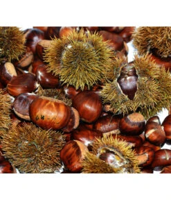 Esskastanie 'Bouche Rouge'