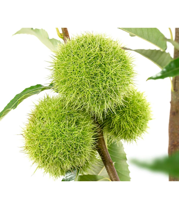 Esskastanie 'Bouche Rouge' 4 Esskastanie 'Bouche Rouge' – Bild 3