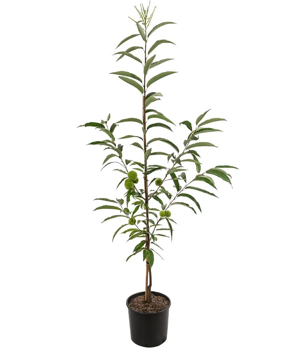 Esskastanie 'Bouche Rouge' 3 Esskastanie 'Bouche Rouge' – Bild 2